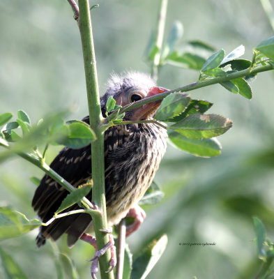 Red-winged Blackbird new born IMG_8330.jpg