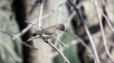 Warbling Vireo IMG_8608.jpg