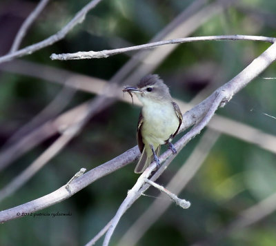 Warblong Vireo IMG_8622.jpg