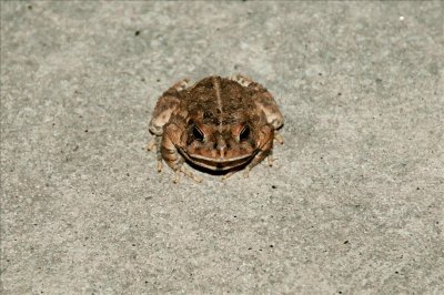 Bluegrass Toad!