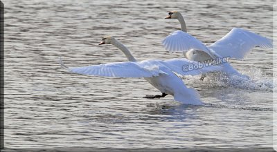 Mute Swans Ready For Takeoff