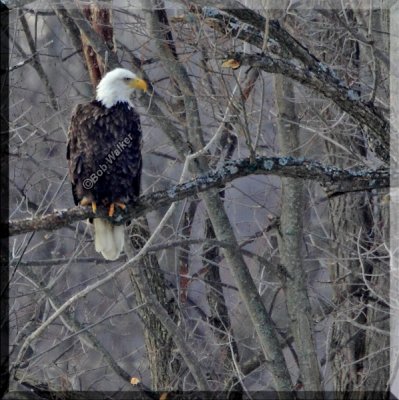 A Mature Bald Eagle Perches In A Tree On An Island