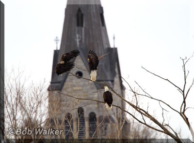 The Eagles Perched In An Urban Setting