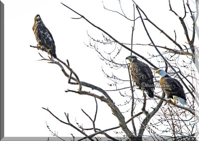 The Eagles Will Perch Together As They Look For Thier Next Meal