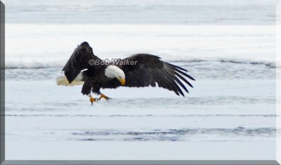 The Eagle Searches For It's Meal In The Ice's Openings