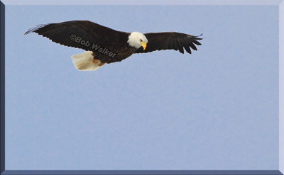 Eagle Gliding Over Water Looking For It's Meal