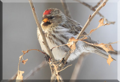 The Common Redpoll Finds Another Perch