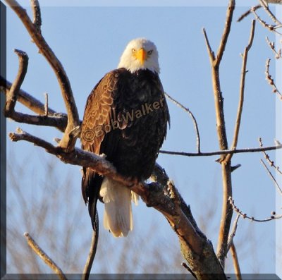The Mature Bald Eagle Enjoys The Warmth Of An Early Morning Sun While Keeping It's Eye On Me 