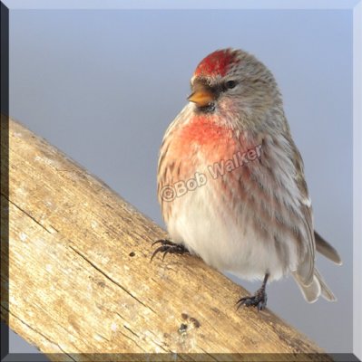 A Common Redpoll With Slightly Different Markings