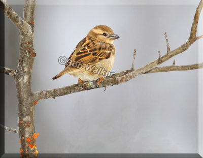 Female House Sparrow  (Passer-domesticus)