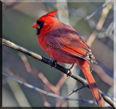  A Northern Cardinal (Cardinalis cardinalis)