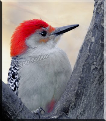 The Red Bellied Woodpecker Gallery