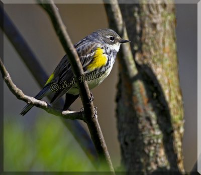 Yellow Rump Warbler Just Taking A Break