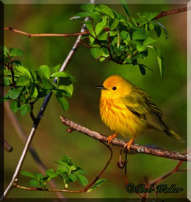 Yellow Warbler In The Green
