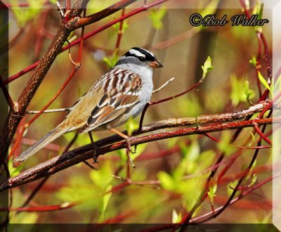 White Crowned Sparrow (Zonotrichia leucophrys)