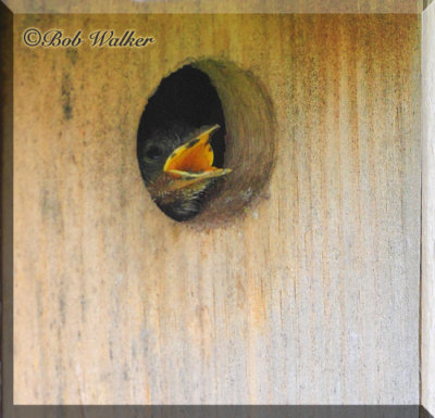 One Hungry Baby Bluebird Mouth To Feed