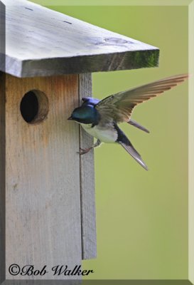 Tree Swallows Pose Constant Threat To Young Blue Bird's Birdhouse