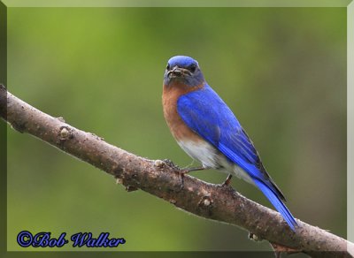 Male Eastern Bluebird Helping To Supply A Meal