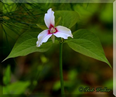 Painted Trillium On A Forest Floor