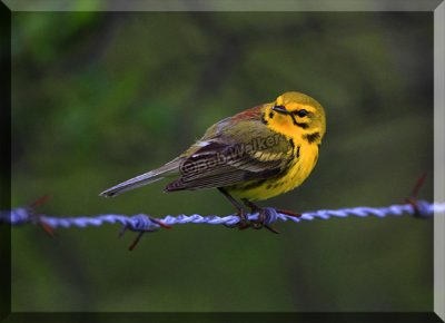 Prairie Warbler Perches On A Barbed Fence