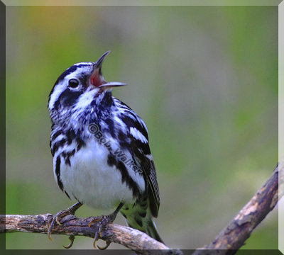 Black And  White Warbler (Mniotilta varia) Sings Away