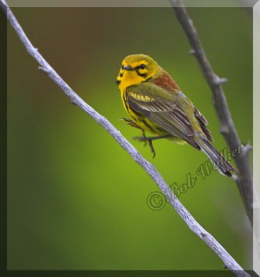 A Hovering Prairie Warbler. Is It Magic?