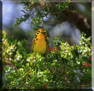 A Prairie Warbler In A Tree Spots The Photographer