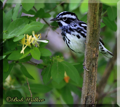 Black And White Warbler Looking From Behind Limb