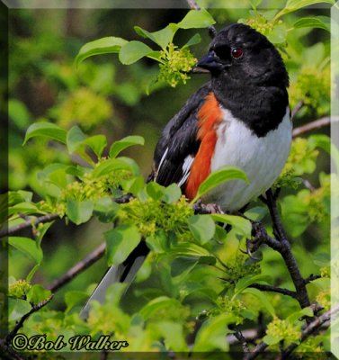 Eastern Towhees Can Be Very Elusive At Times