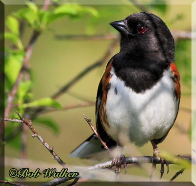 Male Eastern Towhee Stays Alert In His Pursuit For A Mate