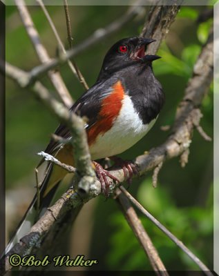 Male Towhee Calls Out While Looking For A Mate