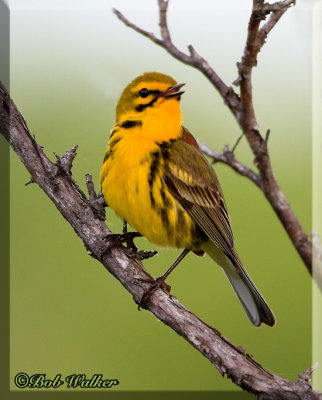 Prairie Warbler Calls Out In It's Pursuit To Locate A Mate