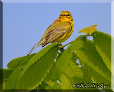 A Prairie Warbler Perches On Some Leaves 