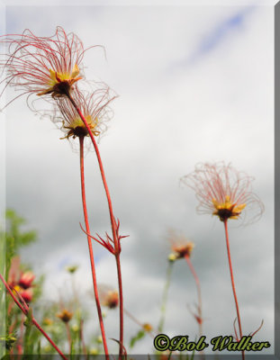 Prairie Smoke With Cloud Cover Overhead