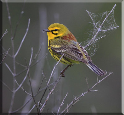 Prairie Warbler Fitching A Meal
