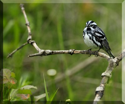 Black And White Warbler In It's Environment