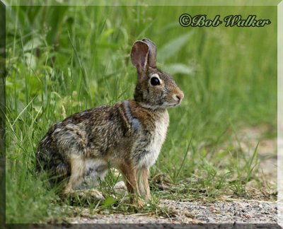 Often Rabbits Are Seen Alongside Of Roads