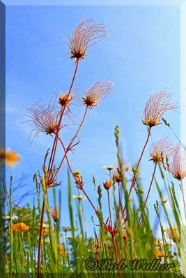 Prairie Smoke On A Less Windy Day