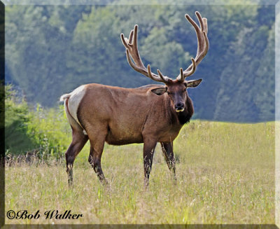 Bull Elk