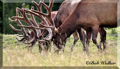 Antlers Of Both A Elk And Red Deer