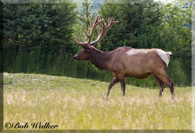 Bull Elk Walking In Grass Lands