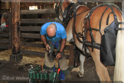 A Mule Receives New Shoes 