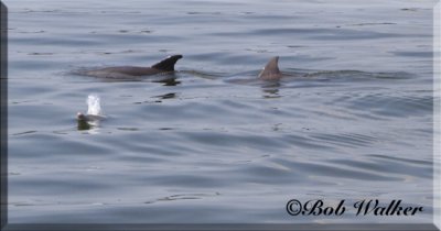 Dolphins Could Be Seen Swimming Alongside Our Tour Boat