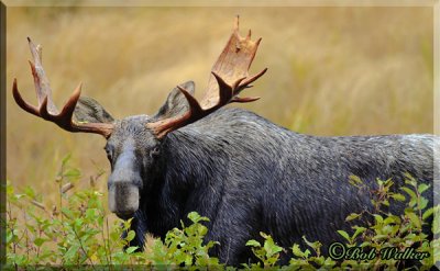 Along The Corridor Highway A Bull Moose