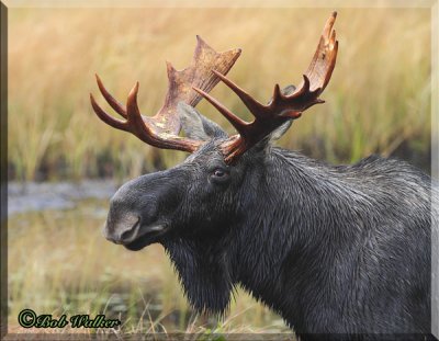 A Leery Moose