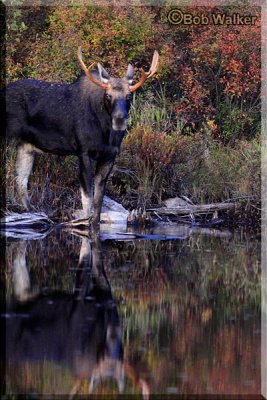 Same Young Bull Moose At Costello Lake In A Different Format