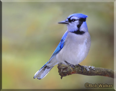 Blue Jay (Cyanocitta cristata)