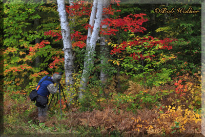 Outdoor Photographer Photographing Colorful Fall Foliage Along Opeongo Road