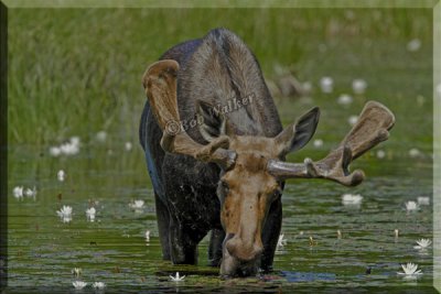 Spring Bull Eating Lily Pads For Their Nutrients