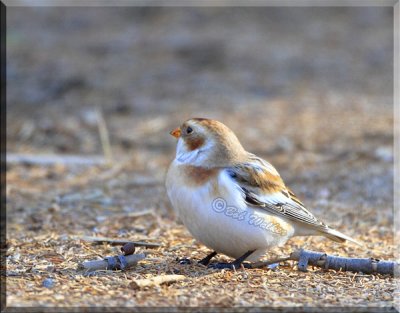 Snow Bunting Just Looking Around While Foraging For Food